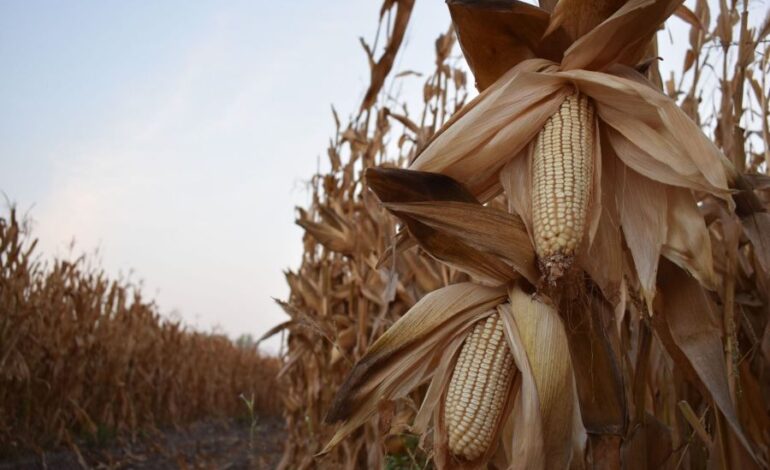 Productores de Maíz Al Límite, Exigen Rescate al Campo