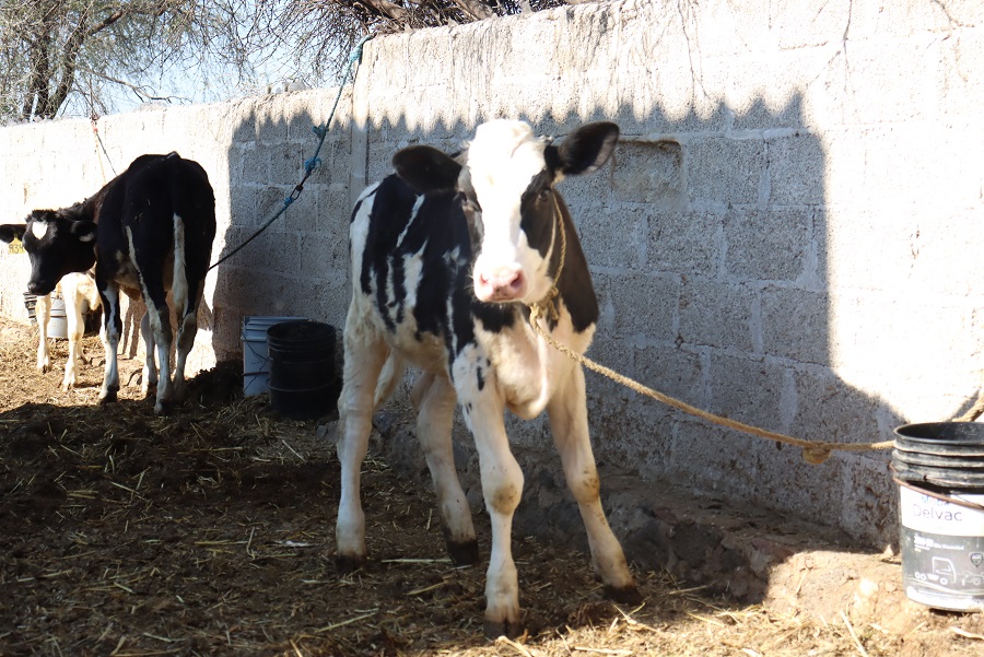 Acciones de Vigilancia y Control ante el Gusano Barrenador (GBG) en Hidalgo