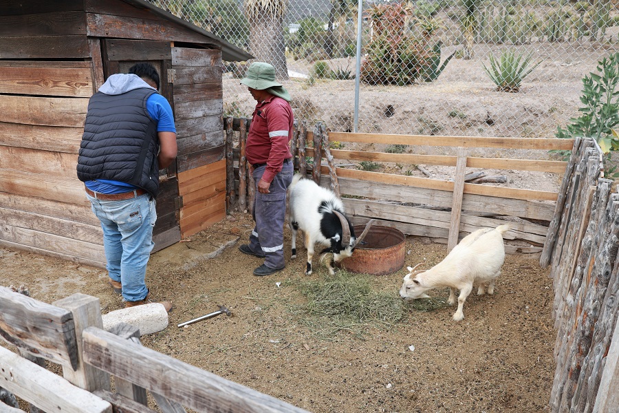 Promueve Semarnath el cuidado y respeto a los animales en la “GranjAventura” del Parque Ecológico Cubitos