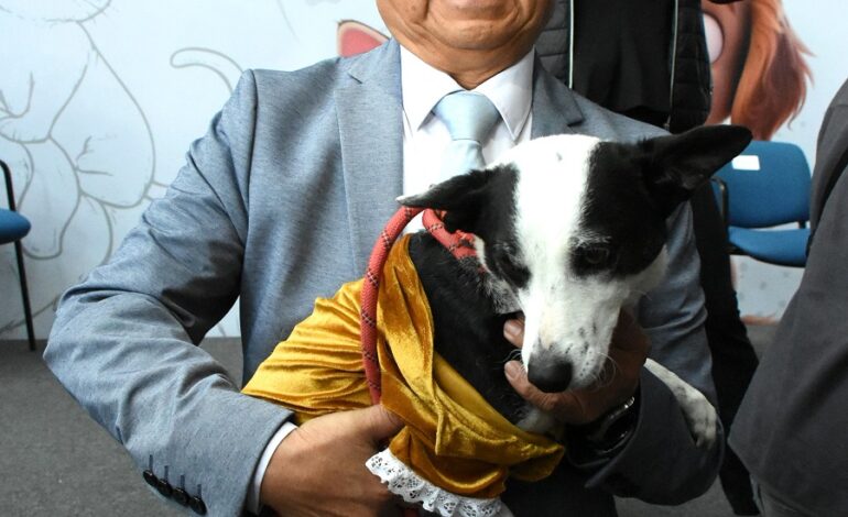 Congreso de Hidalgo Impulsa Campaña de Esterilización Para Promover el Bienestar Animal