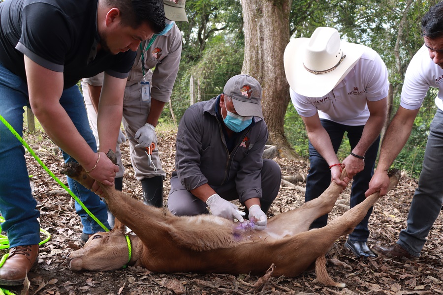 Atención Oportuna y Gratuita, Clave Para Contener al Gusano Barrenador del Ganado