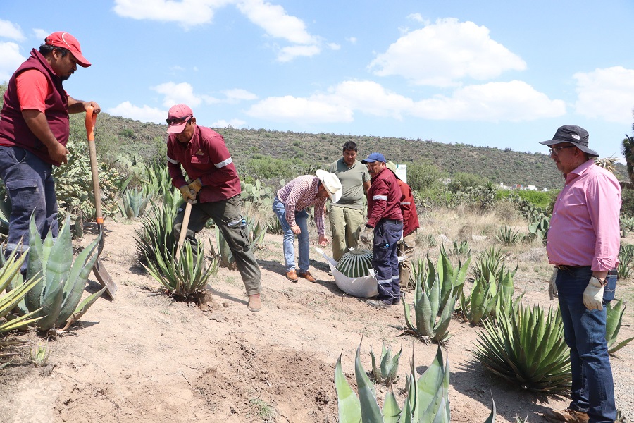 Biznagas aseguradas en San Salvador son trasladadas al Parque Ecológico Cubitos para su conservación