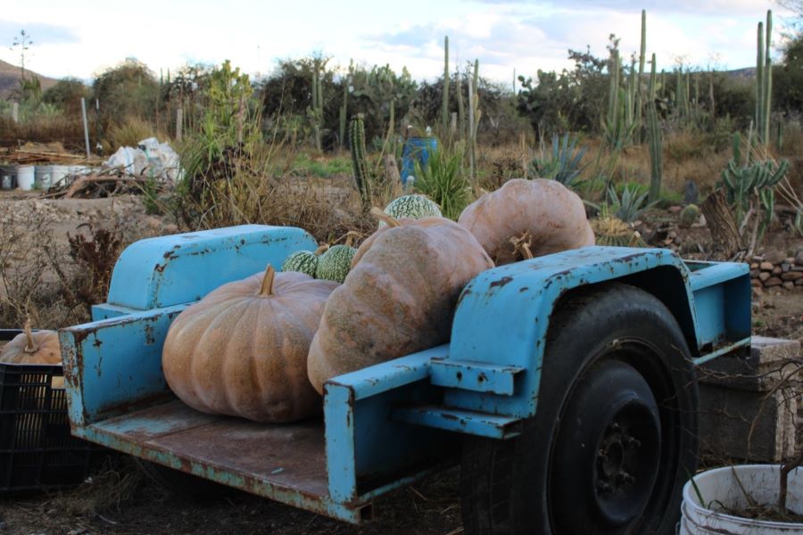 Recetas Tradicionales del Valle del Mezquital Reflejan Riqueza Natural y Cultural