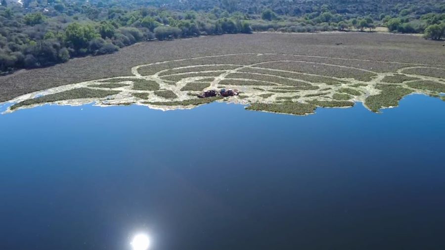 Gobierno Estatal Continúa Con Trituración de Lirio Acuático en la Presa Endho