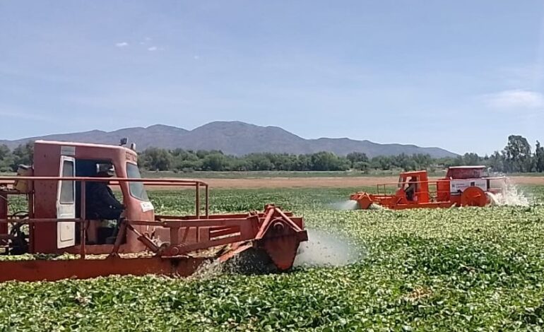 Hidalgo Invertirá 10 Millones Para Frenar Avance Del Lirio Acuático en la Presa Endhó: Semarnath