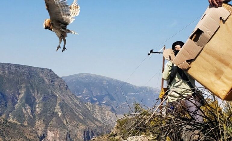 Hidalgo Prioriza Acciones a Favor de Su Biodiversidad
