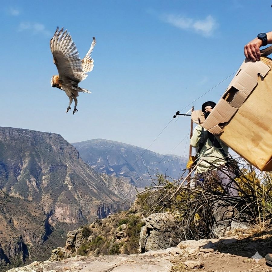Hidalgo Prioriza Acciones a Favor de Su Biodiversidad