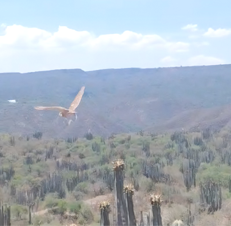 Profepa Libera 10 Ejemplares Rehabilitados en La Barranca de Metztitlán, Hidalgo