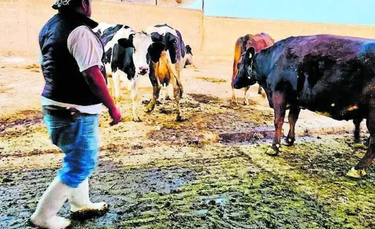 Denuncian Productores del Valle de Tulancingo la Elaboracion y Colmercialización de “Quesos Análogos”
