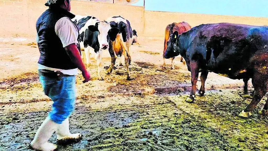 Denuncian Productores del Valle de Tulancingo la Elaboracion y Colmercialización de “Quesos Análogos”