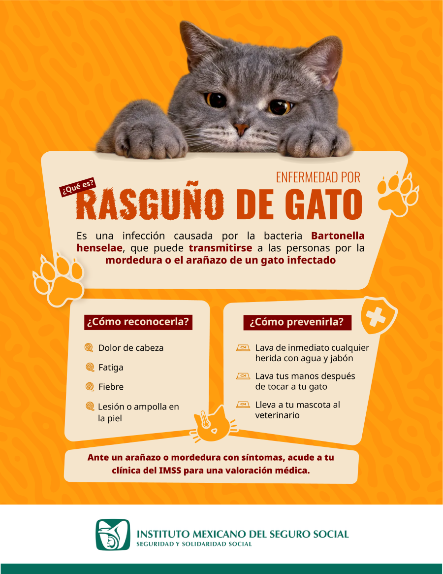 Alerta IMSS Sobre Síntomas de Enfermedad Por Rasguño de Gato