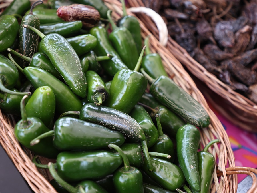 Gobierno de Hidalgo Fortalece La Preservación del Chile Rayado, Patrimonio Gastronómico De La Sierra Gorda