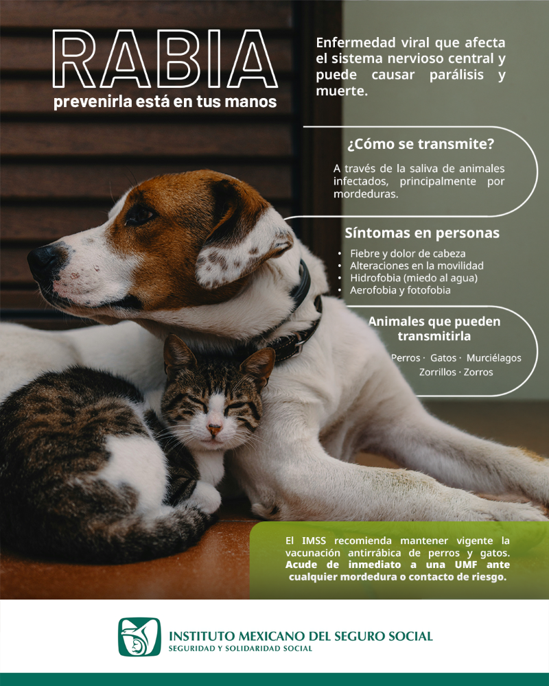 Exhorta IMSS Hidalgo a mantener vacunación en animales de compañía para prevenir rabia