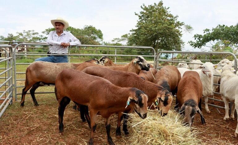 Impulsa Saderh la Productividad Pecuaria y Soberanía Alimentaria de 23 Municipios